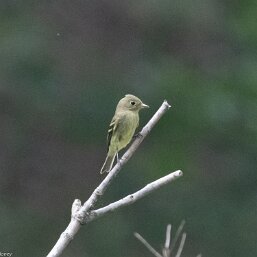 Empidonax flaviventris