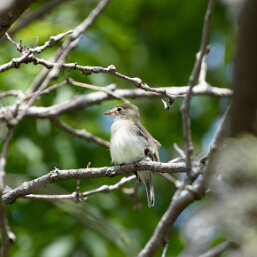 Empidonax