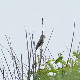 Empidonax traillii