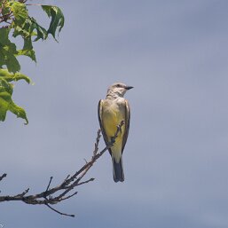 Tyrannus verticalis