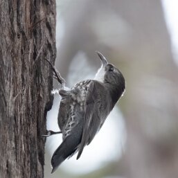 Climacteridae