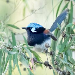 Malurus elegans