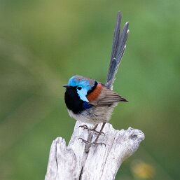 Maluridae