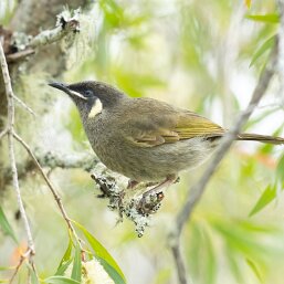 Meliphaga