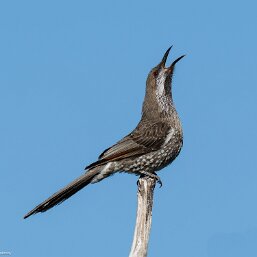 Anthochaera lunulata