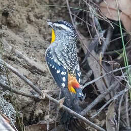 Pardalotidae