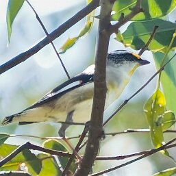 Pardalotus striatus
