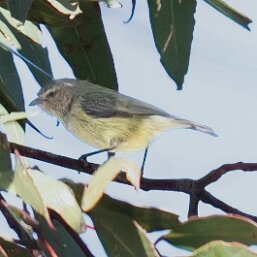 Smicrornis brevirostris