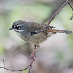 Sericornis frontalis