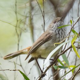Acanthiza nana