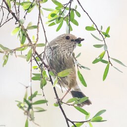 Acanthiza pusilla