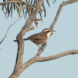 Pomatostomidae
