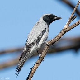 Campephagidae