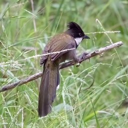 Psophodidae