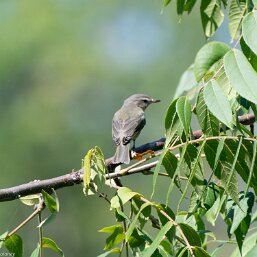 Vireo gilvus