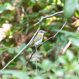 Vireonidae