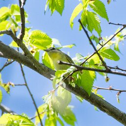 Vireo philadelphicus