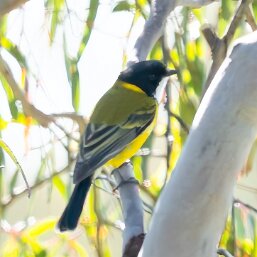 Pachycephala pectoralis