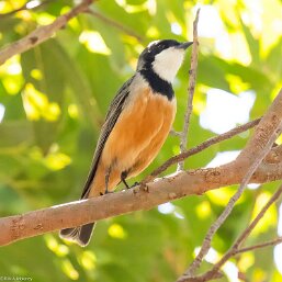 Pachycephala rufiventris