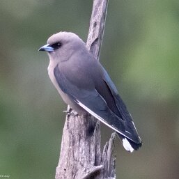 Artamidae