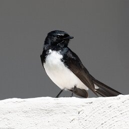 Rhipidura leucophrys