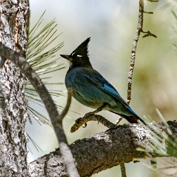 Cyanocitta stelleri