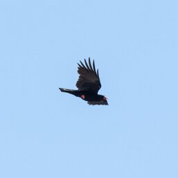 Pyrrhocorax pyrrhocorax