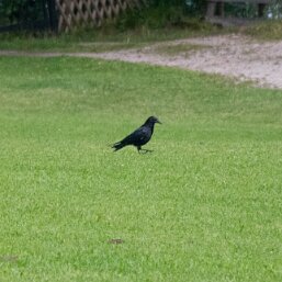 Corvus corone