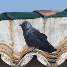 Corvus monedula