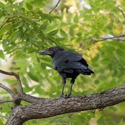 Corvus