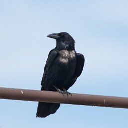 Corvus corax