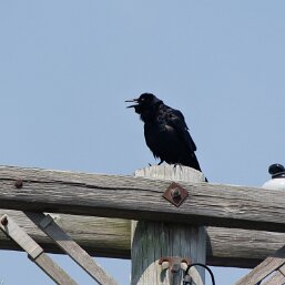 Corvus ossifragus