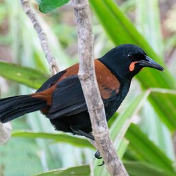 Philesturnus carunculatus