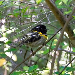 Notiomystidae