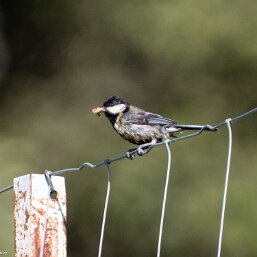 Paridae