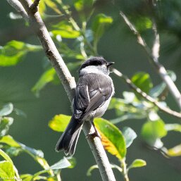Poecile palustris
