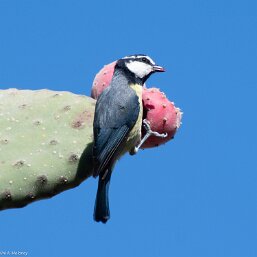 Cyanistes tenerifae