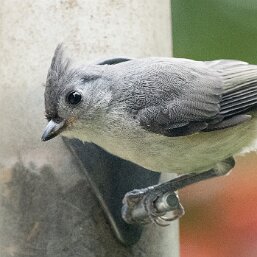 Baeolophus
