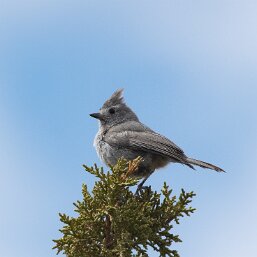 Baeolophus ridgwayi