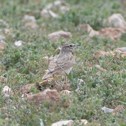 Alaudidae