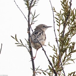Cisticola juncidis