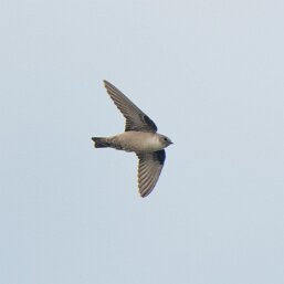 Ptyonoprogne rupestris