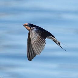 Hirundo