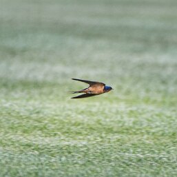 Hirundo rustica