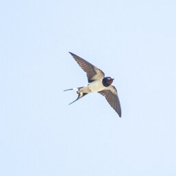 Hirundo rustica rustica