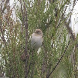 Phylloscopidae