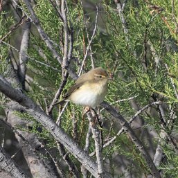 Phylloscopus trochilus