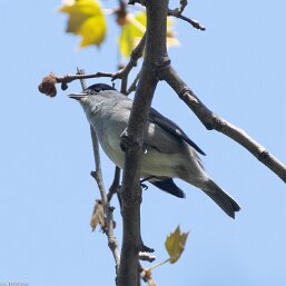 Sylvia atricapilla