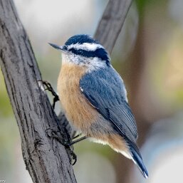 Sitta canadensis