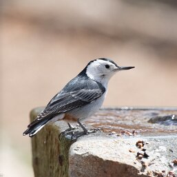Sitta carolinensis